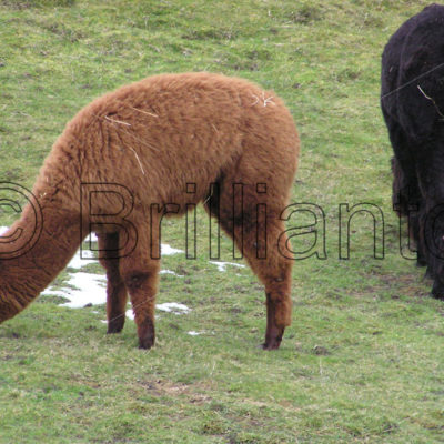 alpaca - Brillianto Images
