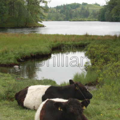 belted galloway - Brillianto Images