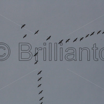 bird migration - Brillianto Images
