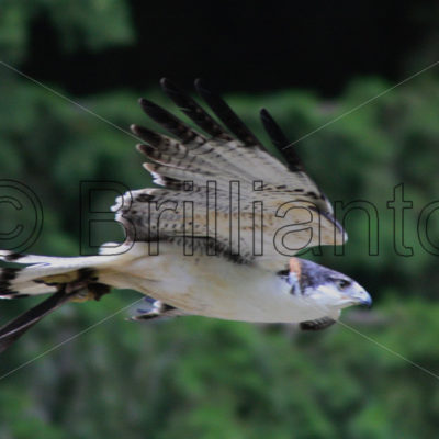 bird of prey - Brillianto Images