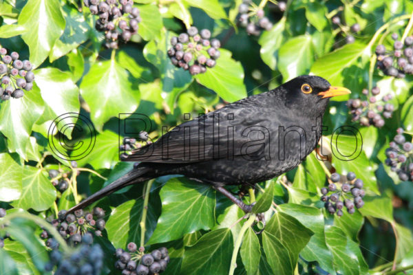 blackbird - Brillianto Images