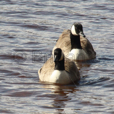 canada geese - Brillianto Images