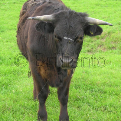 cattle - Brillianto Images