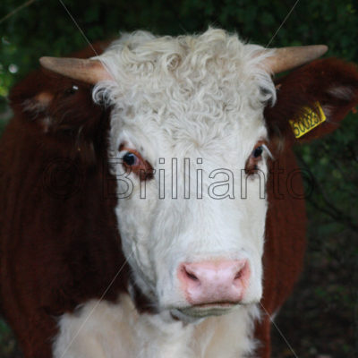 cattle - Brillianto Images
