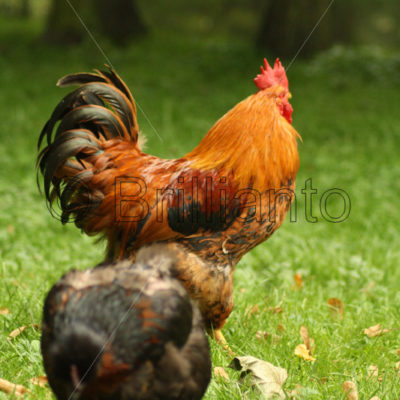 chicken - Brillianto Images