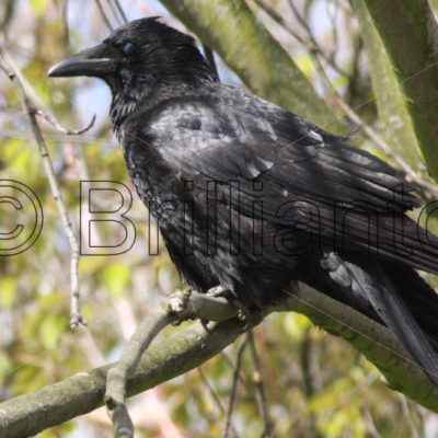 crow - Brillianto Images