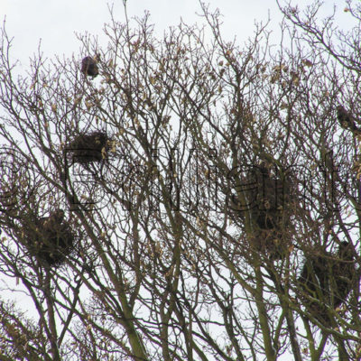 crow nests - Brillianto Images