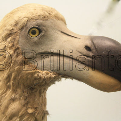 dodo - Brillianto Images