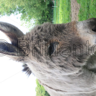 donkey - Brillianto Images