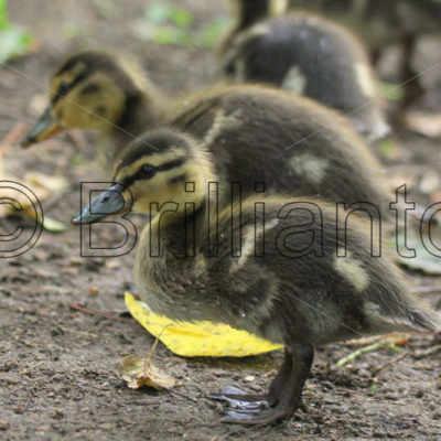 duckling - Brillianto Images
