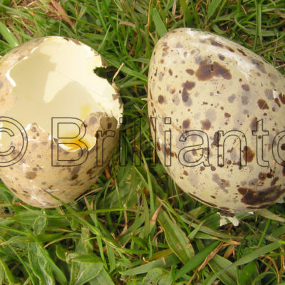egg shells - Brillianto Images