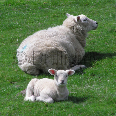 ewe and lamb - Brillianto Images