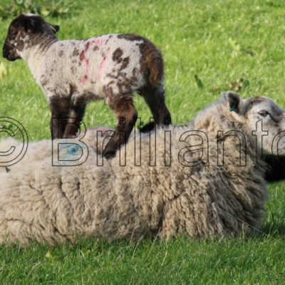 ewe and lamb - Brillianto Images