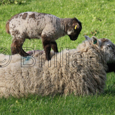 ewe and lamb - Brillianto Images