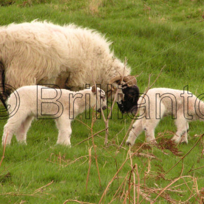 ewe and lambs - Brillianto Images