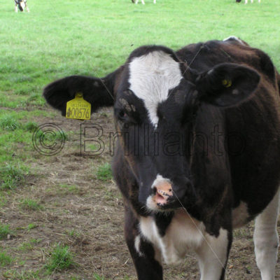 frisian calf - Brillianto Images