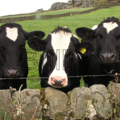 frisian cow - Brillianto Images