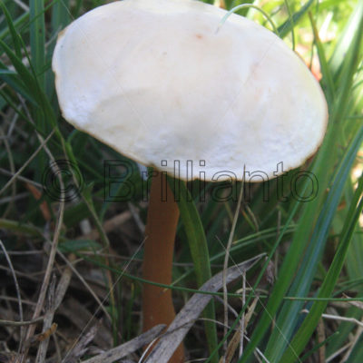 fungus - Brillianto Images