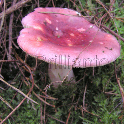 fungus - Brillianto Images