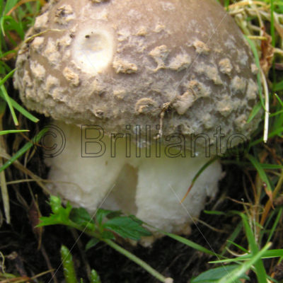 fungus - Brillianto Images