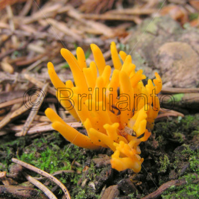 fungus @ torfhaus - Brillianto Images