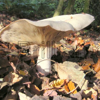 fungus@allendale - Brillianto Images