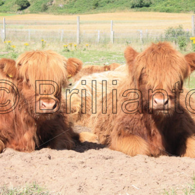 galloway cattle - Brillianto Images