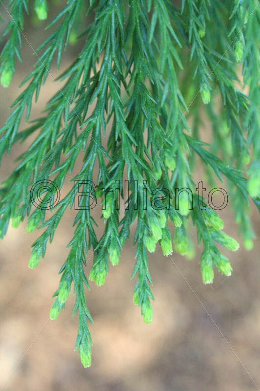 giant redwood needles Brillianto Images