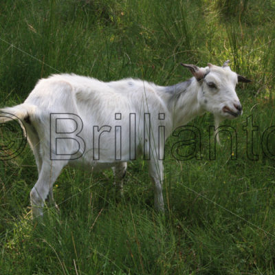 goat - Brillianto Images
