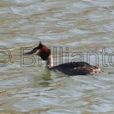 great crested grebe - Brillianto Images
