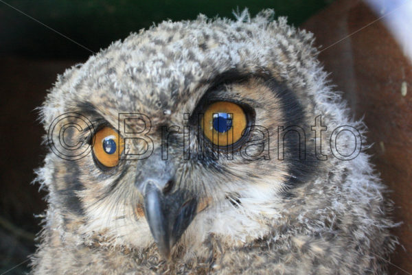 great horned owl - Brillianto Images