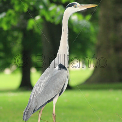 grey heron - Brillianto Images