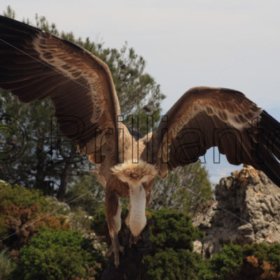 griffon vulture - Brillianto Images