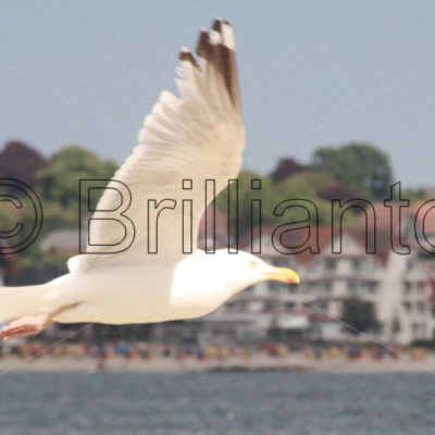 herring gull - Brillianto Images