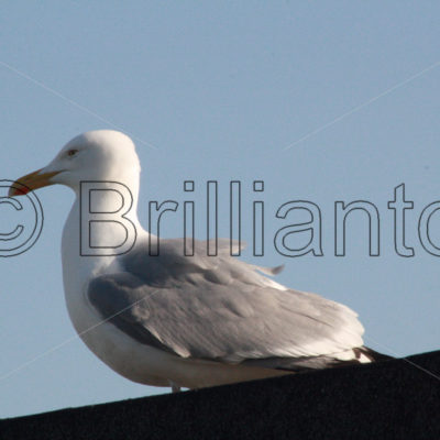 herring gull - Brillianto Images