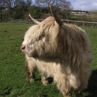 highland cattle - Brillianto Images