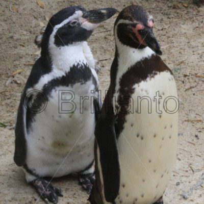 humboldt penguin - Brillianto Images