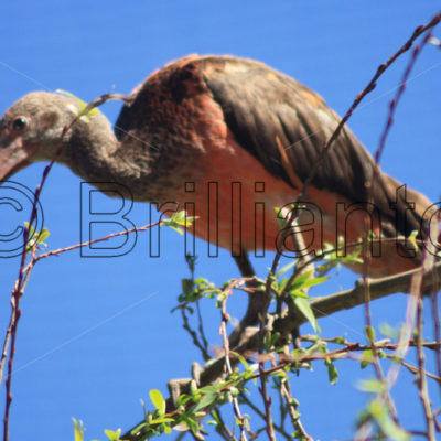ibis - Brillianto Images
