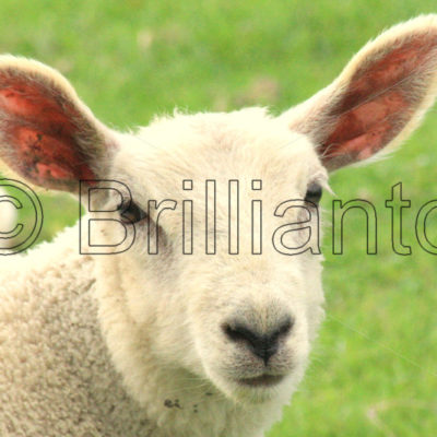 lamb - Brillianto Images