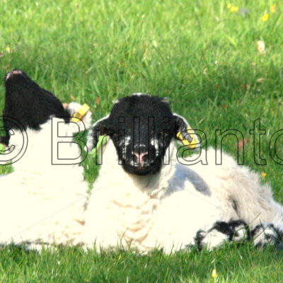 lambs - Brillianto Images
