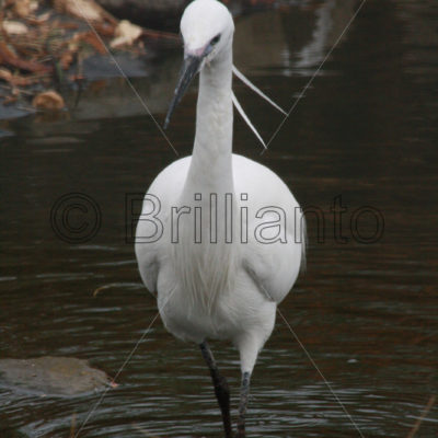little egret - Brillianto Images