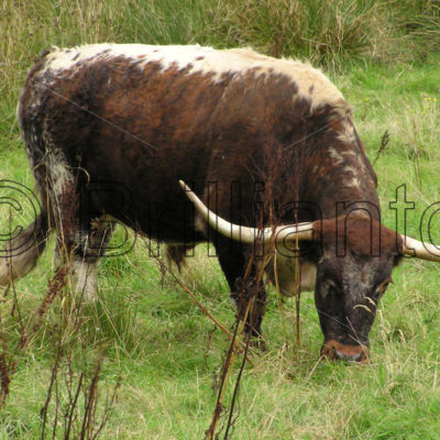 longhorn cattle - Brillianto Images