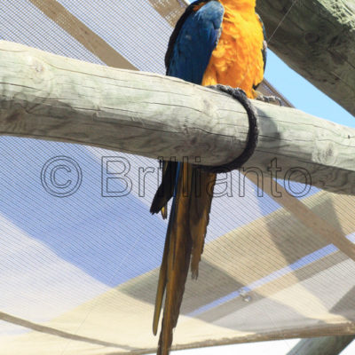 macaw - Brillianto Images