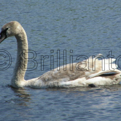 mute swan - Brillianto Images