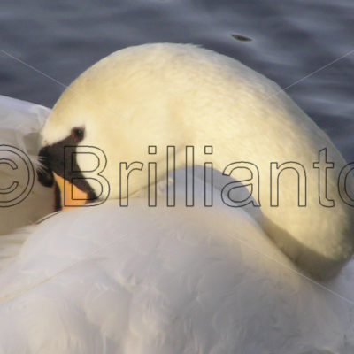 mute swan - Brillianto Images