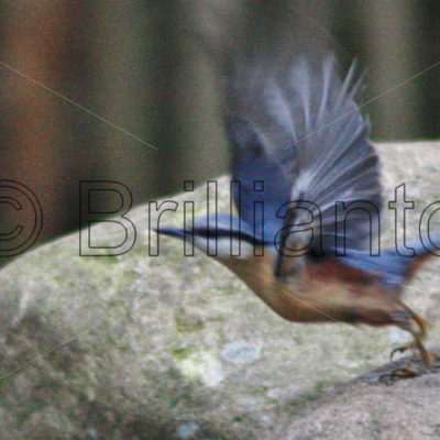 nuthatch - Brillianto Images