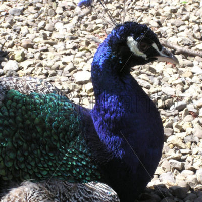 peacock - Brillianto Images