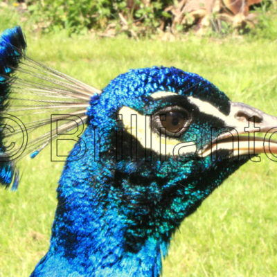 peacock - Brillianto Images