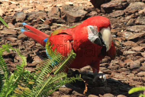 red and green macaw - Brillianto Images