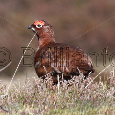 red grouse - Brillianto Images